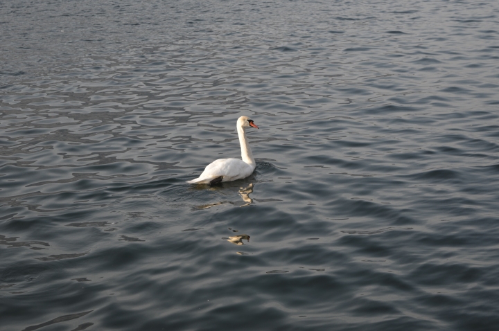 swan photography, swan photo, swan in the water, swan in the lake, swan pic in the water, lake d'iseo italy, monte isola island, travel pictures, photography lake, mountains, italy,  island